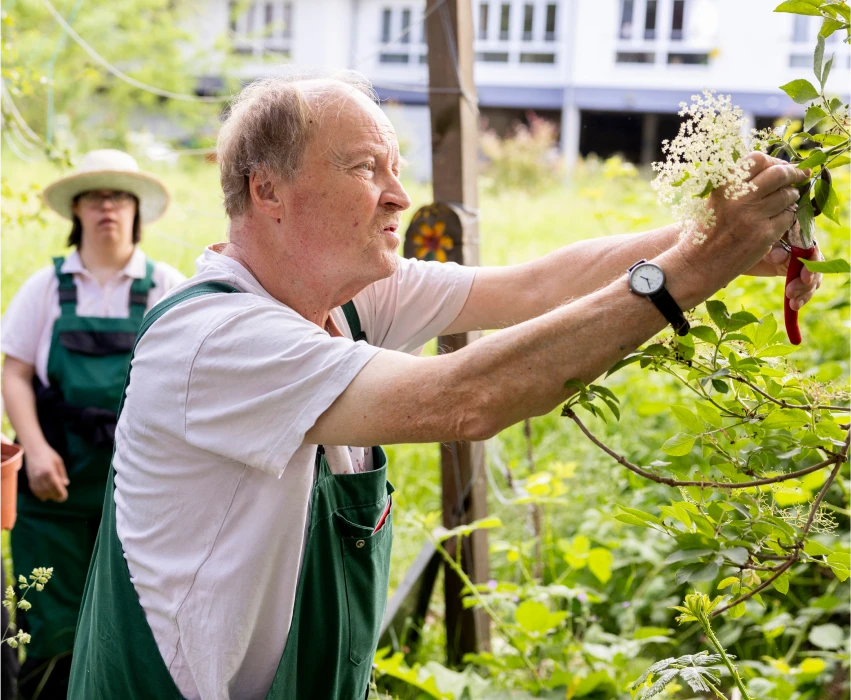 herobild_startseite_m Ein Man in weißem T-Shirt schneidet ein Holunderblüte ab, im Hintergrund schauen zwei Frauen zu.